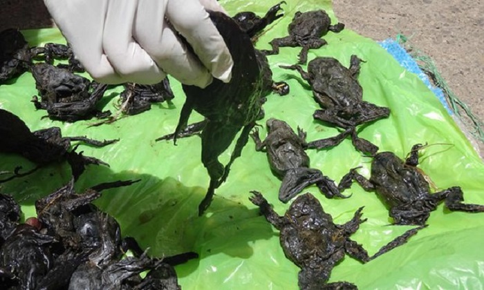 Scientists investigate death of 10,000 endangered `scrotum` frogs in Peru